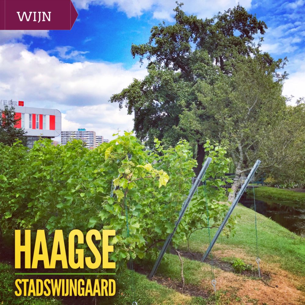 Haagse Stadswijngaard