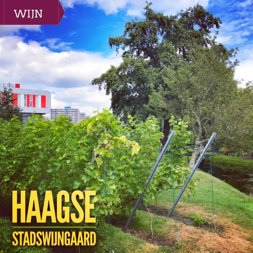 Haagse Stadswijngaard