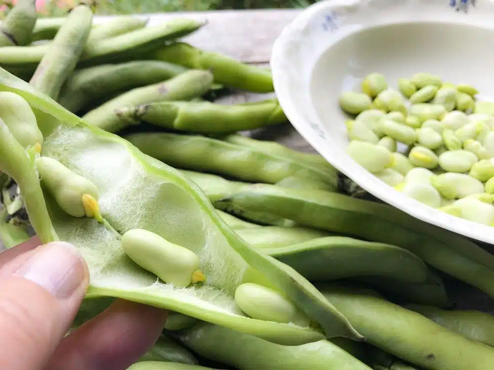 tuinbonen doppen tuinbonen doppen
