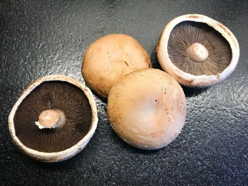 portobello's