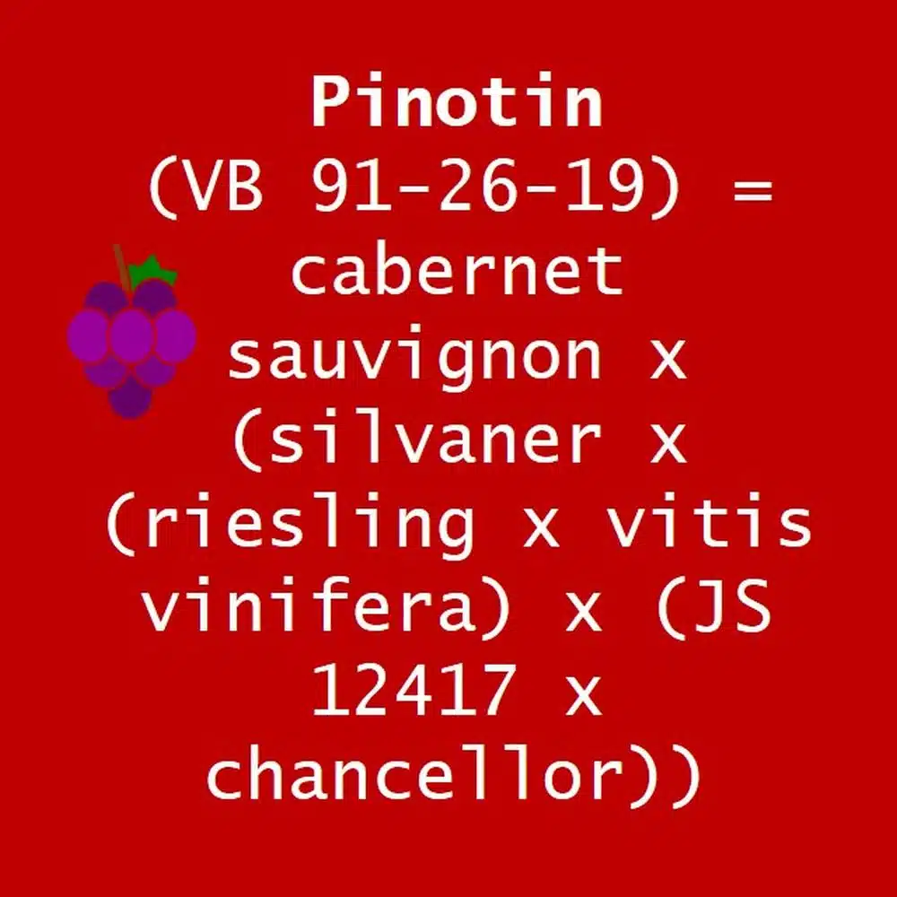 pinotin pinotin