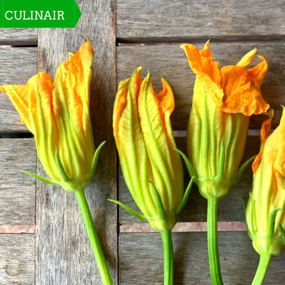courgettebloemen