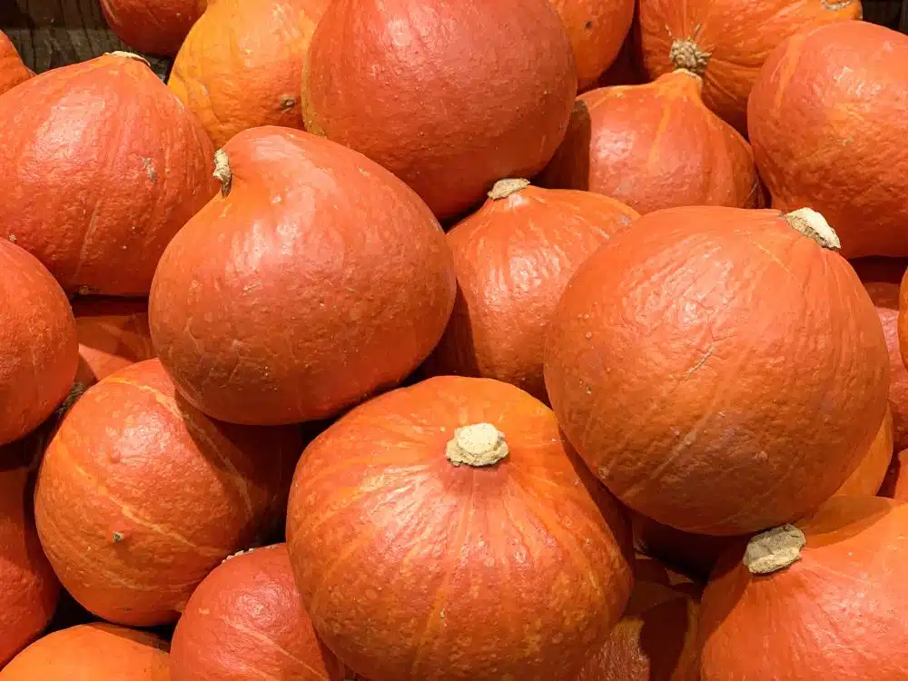 hokkaido pompoen