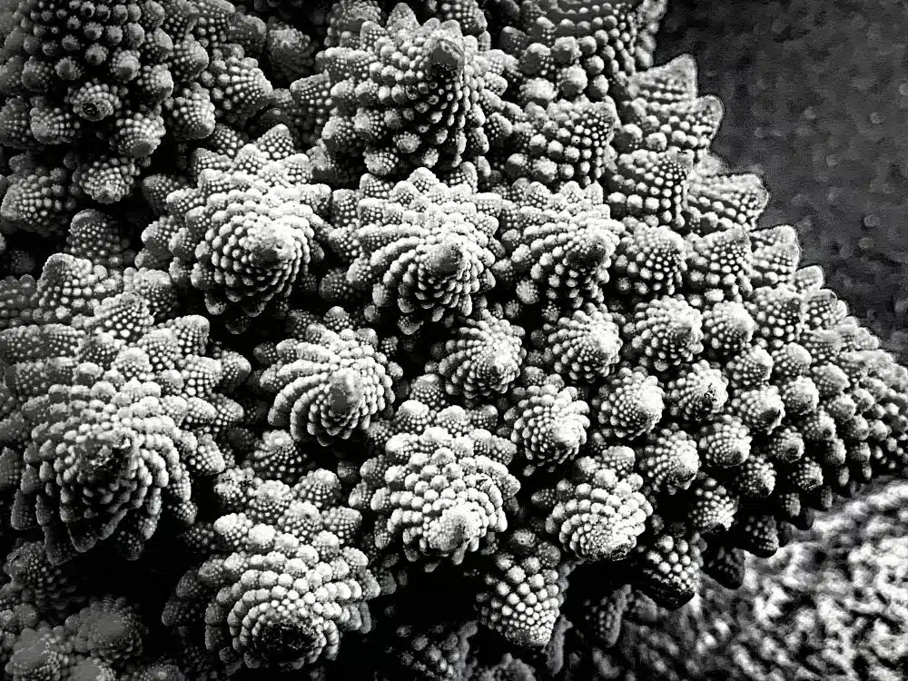 Prachtige structuur van de romanesco Prachtige structuur van de romanesco