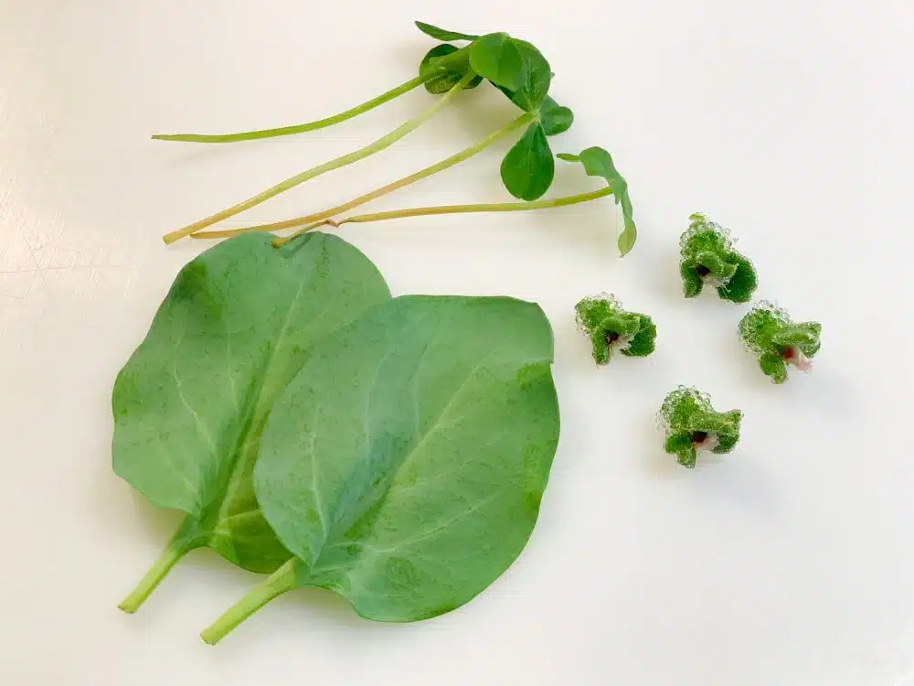 Blinq blossom - citra leaves - oyster leaves