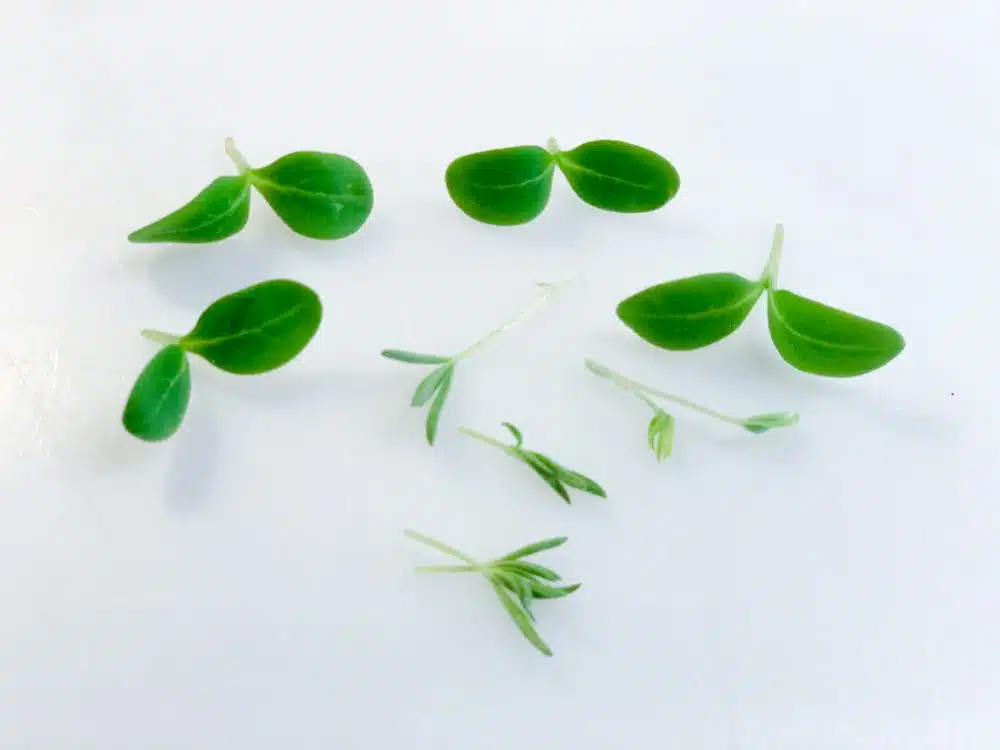 Borage cress en lupine cress