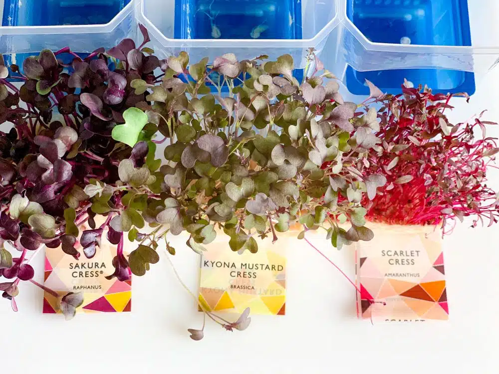 Sakura Cress - Kyona Mustard Cress - Scarlett Cress