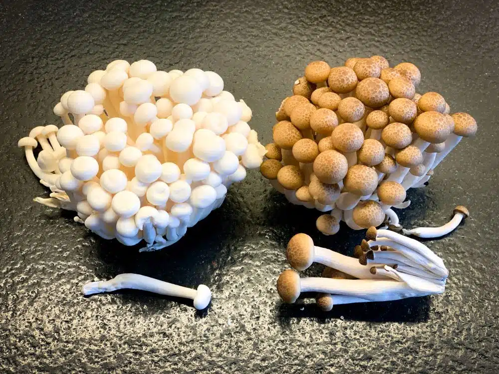 Witte en bruine beukenzwamme