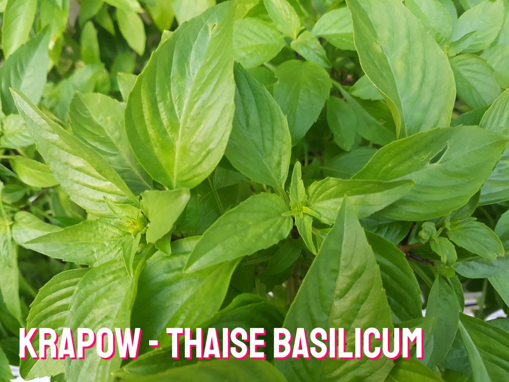 Thaise basilicum - fotocredits Canva