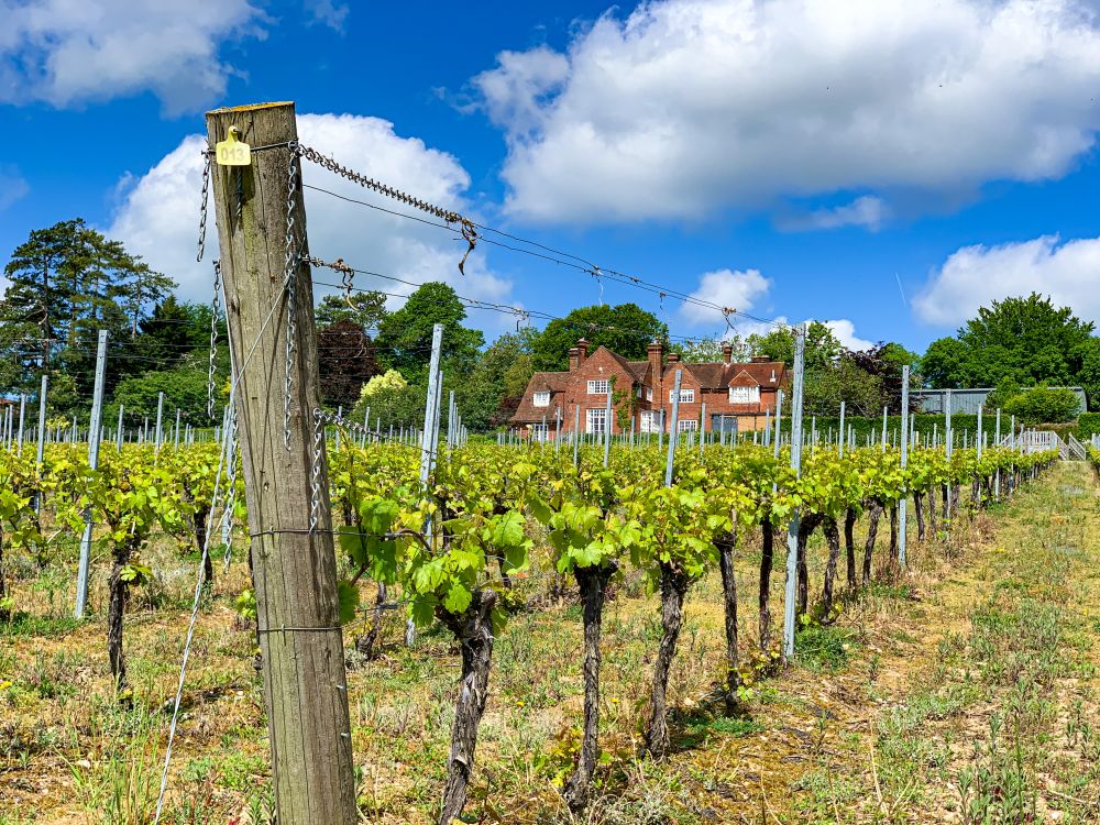Hambledon Vineyards in Hampshire