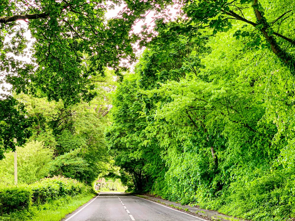 groene wegen in South Downs National Park - Hampshire