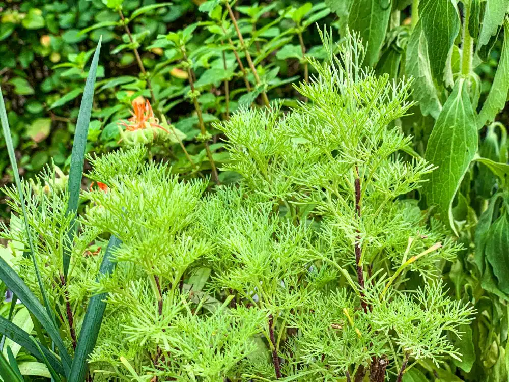 colakruid colakruid