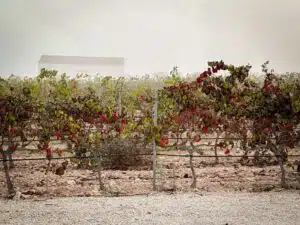 Casa Boquera - wijngaard in de ochtend