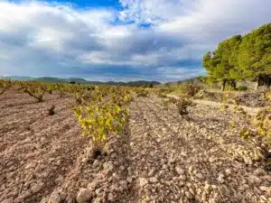 Yecla - monastrell in Espinal in Campo Abajo - Castaño