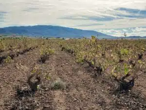 Yecla - wijngaard met monastrell van een van de leden van coöperatie La Purísima