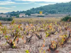 monastrell in Campo Arriba Yecla - Bodegas Barahonda