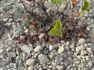 monastrell van Barahonda in de kalksteenbodem in Campo Arriba in Yecla
