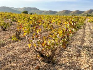 wijngaard met monastrell van Castaño