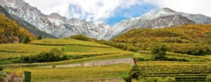 wijngaarden Cantina Tramin in Alto Adige - bron website cantinatramin-it