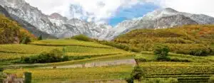 wijngaarden Cantina Tramin in Alto Adige - bron website cantinatramin-it