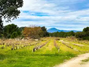 900m hooggelegen wijngaarden van Las Moradas de San Martín