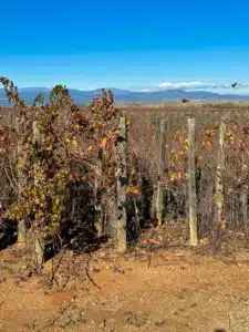 Finca Constancia met uitzicht op Sierra de Gredos