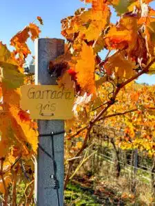 garnacha gris bij Bodegas Arrayán garnacha gris bij Bodegas Arrayán