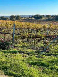wijngaard Bodegas Arrayán