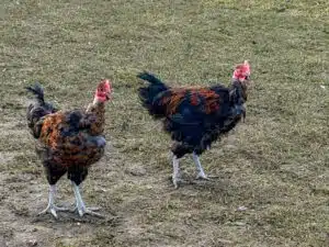 scharrelende Le Cou Nu-kippen