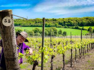 vinissima bij Hambledon Vineyard in Hampshire